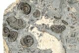 Ammonite (Promicroceras) Cluster - Marston Magna, England #216637-1